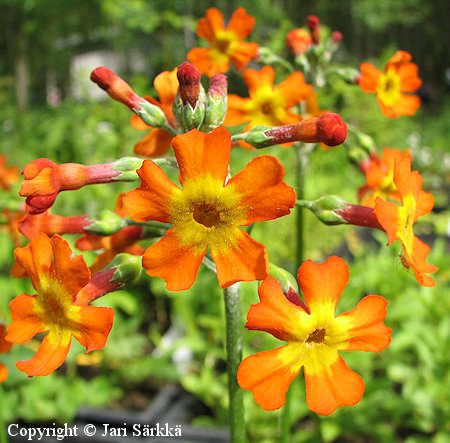 Primula x chunglenta tiiliesikko